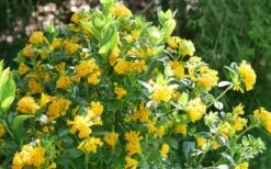 Juiced Orange Jessamine (Cestrum Corymbosum) - 3 Pack Of Quart Pots 11 Juiced Orange Jessamine (Cestrum Corymbosum) - 3 Pack Of Quart Pots -Plant Lover House Shop cestrum juiced orange jessamine 3 1