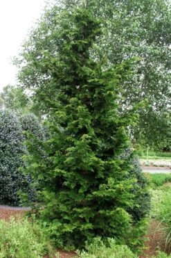 Slender Hinoki Cypress - 7 Gallon Pot (2-3') -Plant Lover House Shop chamaecyparis obtusa gracilis slender hinoki cypress 101