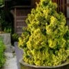 Golden Dwarf Hinoki Cypress - Chamaecyparis Obtusa 'Nana Lutea' - 2 Gallon Pot -Plant Lover House Shop chamaecyparis obtusa nana lutea 102