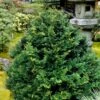 Tempelhof Hinoki Cypress - 3 Gallon Pot -Plant Lover House Shop chamaecyparis obtusa tempelhof hinoki cypress 102