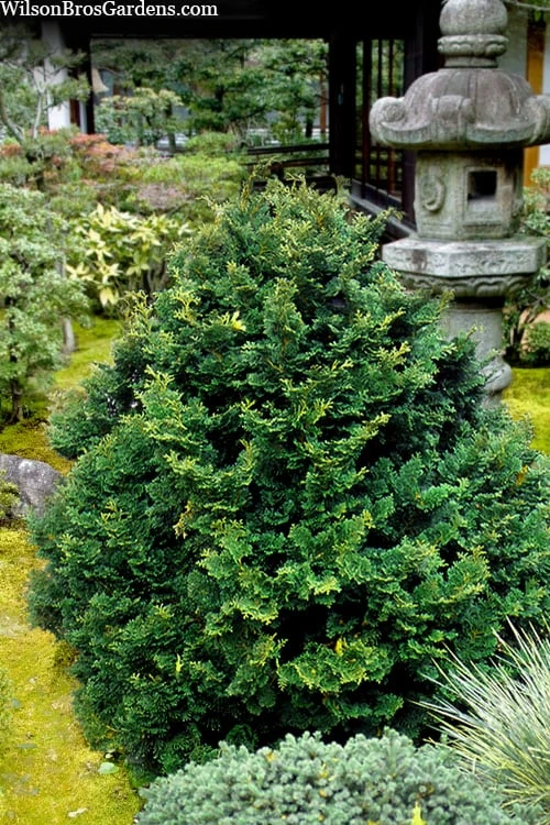 Tempelhof Hinoki Cypress - 3 Gallon Pot 3 Tempelhof Hinoki Cypress - 3 Gallon Pot