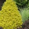 Gold Mop Threadleaf Cypress - 3 Gallon Pot 1 Gold Mop Threadleaf Cypress - 3 Gallon Pot -Plant Lover House Shop chamaecyparis pisifera gold mop cypress 100
