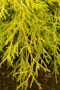 Gold Mop Threadleaf Cypress - 3 Gallon Pot -Plant Lover House Shop chamaecyparis pisifera gold mop cypress 102
