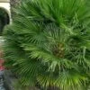 European Fan Palm - 7 Gallon Pot -Plant Lover House Shop chamaerops humilis european fan palm 103