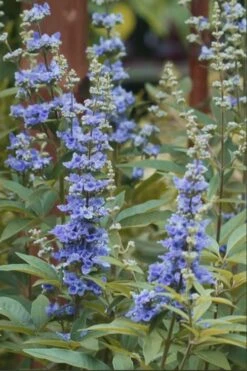 Blue Chaste Tree - Vitex Agnus-castus - 1 Gallon Pot -Plant Lover House Shop chaste tree blue 103