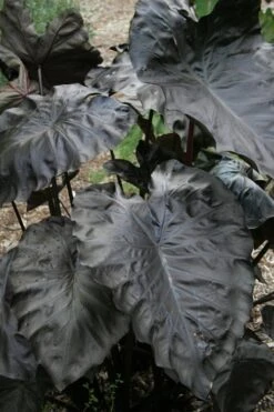Royal Hawaiian Black Coral Elephant Ear (Colocasia) - 1 Gallon Pot -Plant Lover House Shop colocasia esculenta black coral elephant ear 4