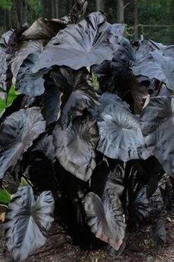 Royal Hawaiian Black Coral Elephant Ear (Colocasia) - 1 Gallon Pot -Plant Lover House Shop colocasia esculenta black coral elephant ear 6