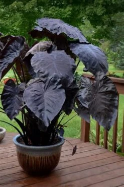 Royal Hawaiian Black Coral Elephant Ear (Colocasia) - 1 Gallon Pot -Plant Lover House Shop colocasia esculenta black coral elephant ear 7