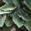 Maximus Gigante Hardy Elephant Ear (Colocasia) - 5 Gallon Pot -Plant Lover House Shop colocasia maximus gigante elephant ears 1