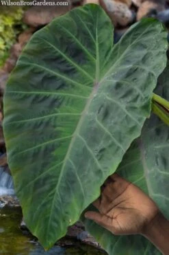 Maximus Gigante Hardy Elephant Ear (Colocasia) - 5 Gallon Pot -Plant Lover House Shop colocasia maximus gigante elephant ears 3