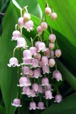 Pink Lily Of The Valley (Convallaria Majalis 'Rosea') - 1 Gallon Pot -Plant Lover House Shop convallaria majalis rosea pink lily of the valley 1