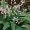 Pink Lily Of The Valley (Convallaria Majalis 'Rosea') - 1 Gallon Pot -Plant Lover House Shop convallaria majalis rosea pink lily of the valley 2