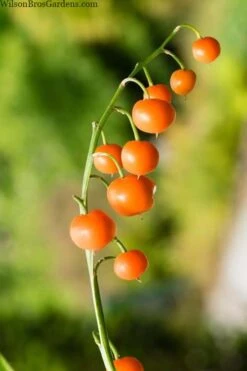 Pink Lily Of The Valley (Convallaria Majalis 'Rosea') - 1 Gallon Pot -Plant Lover House Shop convallaria majalis rosea pink lily of the valley 5