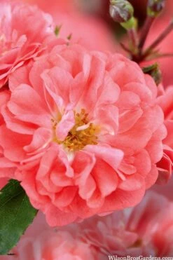 Coral Drift Groundcover Rose - 2 Gallon Pot 11 Coral Drift Groundcover Rose - 2 Gallon Pot -Plant Lover House Shop coral drift rose 101