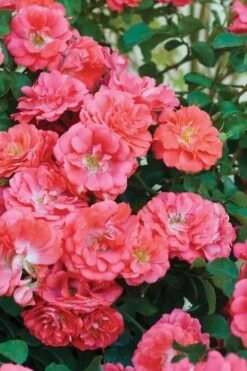 Coral Drift Groundcover Rose - 2 Gallon Pot 13 Coral Drift Groundcover Rose - 2 Gallon Pot -Plant Lover House Shop coral drift rose 102
