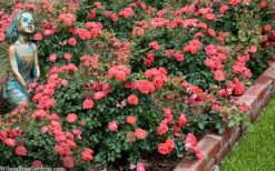 Coral Drift Groundcover Rose - 2 Gallon Pot 12 Coral Drift Groundcover Rose - 2 Gallon Pot -Plant Lover House Shop coral drift rose 104