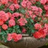 Coral Drift Groundcover Rose - 2 Gallon Pot 2 Coral Drift Groundcover Rose - 2 Gallon Pot -Plant Lover House Shop coral drift rose 105