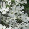 Jean's Appalachian Snow White Dogwood Tree - 5 Gallon Pot -Plant Lover House Shop cornus florida jeans appalachian snow white dogwood 3 1