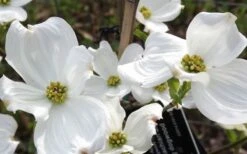 Jean's Appalachian Snow White Dogwood Tree - 3 Gallon Pot 15 Jean's Appalachian Snow White Dogwood Tree - 3 Gallon Pot -Plant Lover House Shop cornus florida jeans appalachian snow white dogwood 4