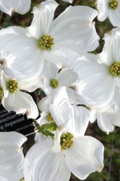 Jean's Appalachian Snow White Dogwood Tree - 3 Gallon Pot 12 Jean's Appalachian Snow White Dogwood Tree - 3 Gallon Pot -Plant Lover House Shop cornus florida jeans appalachian snow white dogwood 5