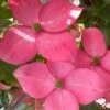 Pink Chinese Dogwood - Cornus Kousa 'Satomi' - 5 Gallon Pot -Plant Lover House Shop cornus kousa satomi pink dogwood 21