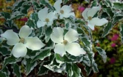 Wolf Eyes Variegated Kousa Dogwood - 5 Gallon Pot -Plant Lover House Shop cornus kousa wolf eyes dogwood tree 21