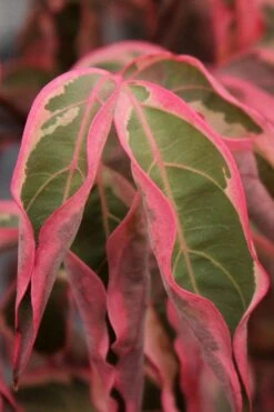 Wolf Eyes Variegated Kousa Dogwood - 5 Gallon Pot -Plant Lover House Shop cornus kousa wolf eyes dogwood tree 22