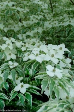 Wolf Eyes Variegated Kousa Dogwood - 5 Gallon Pot -Plant Lover House Shop cornus kousa wolf eyes dogwood tree 24