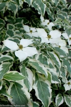 Wolf Eyes Variegated Kousa Dogwood - 5 Gallon Pot -Plant Lover House Shop cornus kousa wolf eyes dogwood tree 26