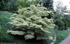 Wolf Eyes Variegated Kousa Dogwood - 5 Gallon Pot -Plant Lover House Shop cornus kousa wolf eyes dogwood tree 30