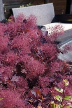 Dusky Maiden Smoke Tree (Single Trunk Topiary) - 7 Gallon Pot (4-5') -Plant Lover House Shop cotinus dusky maiden smoke bush 4