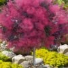 Dusky Maiden Smoke Tree (Single Trunk Topiary) - 7 Gallon Pot (4-5') 2 Dusky Maiden Smoke Tree (Single Trunk Topiary) - 7 Gallon Pot (4-5') -Plant Lover House Shop cotinus dusky maiden smoke tree single trunk topiary 1