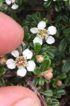 Streib's Findling Cotoneaster - 1 Gallon Pot -Plant Lover House Shop cotoneaster dammeri streibs findling 3