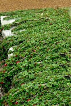 Streib's Findling Cotoneaster - 1 Gallon Pot -Plant Lover House Shop cotoneaster dammeri streibs findling 5