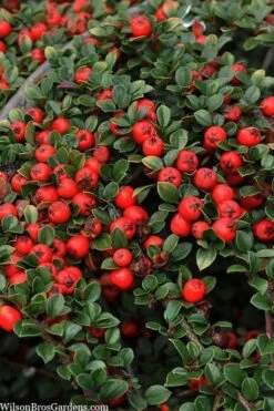 Streib's Findling Cotoneaster - 1 Gallon Pot -Plant Lover House Shop cotoneaster dammeri streibs findling 8