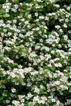 Streib's Findling Cotoneaster - 1 Gallon Pot -Plant Lover House Shop cotoneaster dammeri streibs findling 9