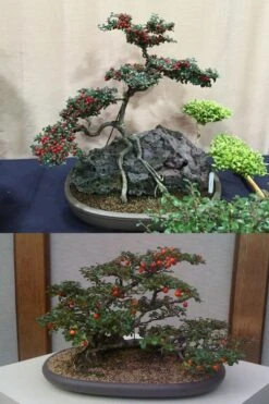 Streib's Findling Cotoneaster - 1 Gallon Pot -Plant Lover House Shop cotoneaster dammeri streibs findling bonsai 13