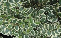 Variegated Creeping Fig - Ficus Pumila 'Variegata' - 5 Pack Of Pint Pots -Plant Lover House Shop creeping fig ficus pumila variegata 50 1