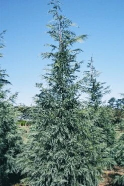Naylor's Blue Leyland Cypress - 3 Gallon Pot -Plant Lover House Shop cupressocyparis leylandii naylors blue leyland cypress 1