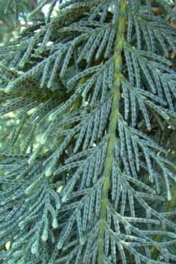 Naylor's Blue Leyland Cypress - 3 Gallon Pot -Plant Lover House Shop cupressocyparis leylandii naylors blue leyland cypress 3