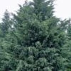 Naylor's Blue Leyland Cypress - 3 Gallon Pot -Plant Lover House Shop cupressocyparis leylandii naylors blue leyland cypress 4