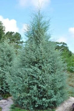 Carolina Sapphire Arizona Cypress - 7 Gallon Pot (4-5') -Plant Lover House Shop cupressus arizonica arizona carolina sapphire cypress 1 2