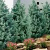 Carolina Sapphire Arizona Cypress - 5 Gallon Pot -Plant Lover House Shop cupressus arizonica arizona carolina sapphire cypress 101 2
