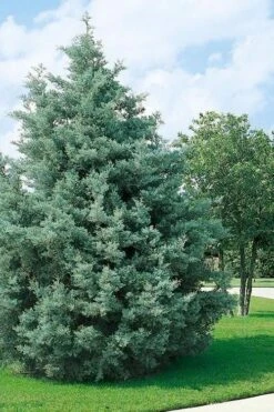Carolina Sapphire Arizona Cypress - 7 Gallon Pot (4-5') -Plant Lover House Shop cupressus arizonica arizona carolina sapphire cypress 102 4