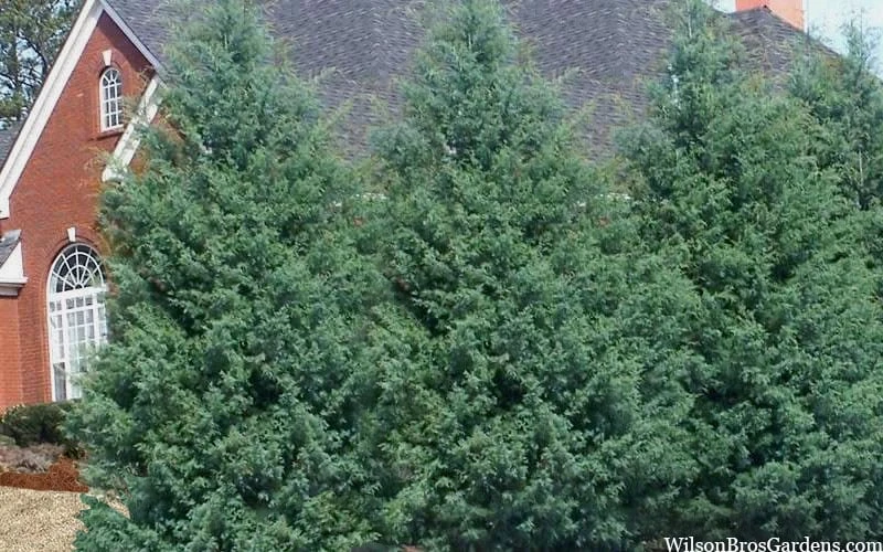 Carolina Sapphire Arizona Cypress - 3 Gallon Pot 8 Carolina Sapphire Arizona Cypress - 3 Gallon Pot - Image 6