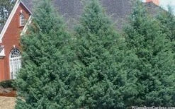 Carolina Sapphire Arizona Cypress - 7 Gallon Pot (3-4') -Plant Lover House Shop cupressus arizonica arizona carolina sapphire cypress 103