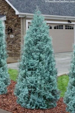 Blue Ice Arizona Cypress - 7 Gallon Pot (4-5') 12 Blue Ice Arizona Cypress - 7 Gallon Pot (4-5') -Plant Lover House Shop cupressus arizonica blue ice cypress 101