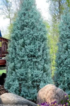 Blue Ice Arizona Cypress - 3 Gallon Pot -Plant Lover House Shop cupressus arizonica blue ice cypress 103 1