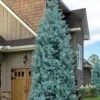 Blue Ice Arizona Cypress - 3 Gallon Pot -Plant Lover House Shop cupressus arizonica blue ice cypress 104 1
