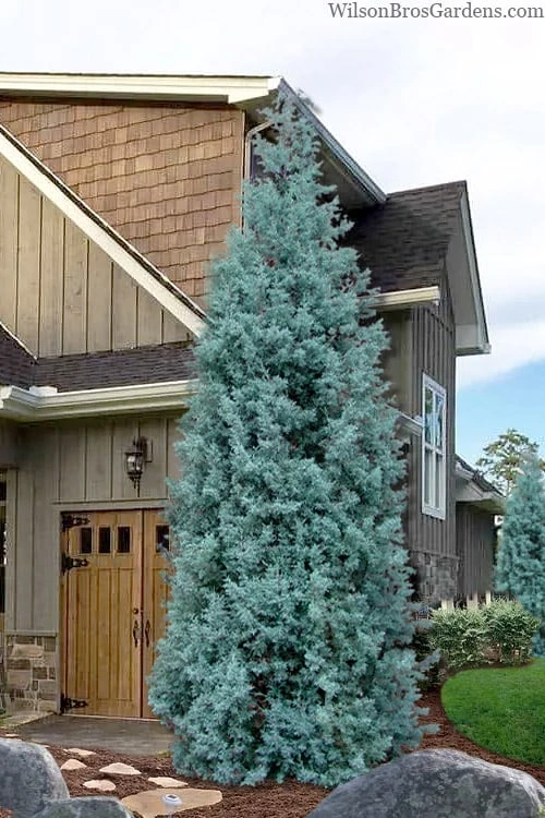 Blue Ice Arizona Cypress - 7 Gallon Pot (4-5') 3 Blue Ice Arizona Cypress - 7 Gallon Pot (4-5')